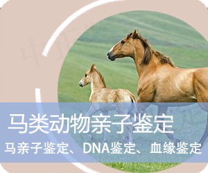 玉溪马类动物亲子鉴定