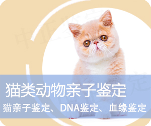 玉溪猫类动物亲子鉴定