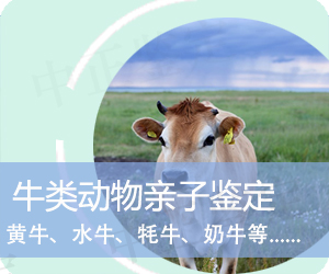 玉溪牛类动物亲子鉴定