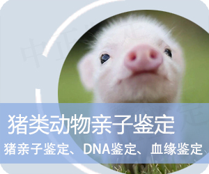 玉溪猪类动物亲子鉴定